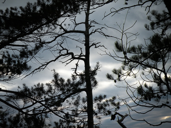 Trees &amp; Clouds